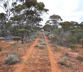 Track through the woodlines