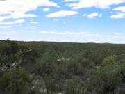 Thick mallee scrub
