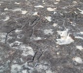 Burragurra Rock Carving