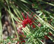 Wild Flower at Burragurra