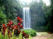 Millaa Millaa Falls
