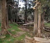 Silent Creek camp area