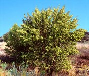 Narrow-leaved Hop Bush