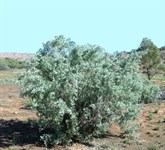 Oldman saltbush (Atriplex nummularia)