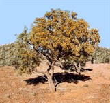 Georgina Gidgee (Acacia Georginae)