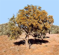 Georgina Gidgee Interdunes, QAA Line