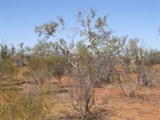 Hale River Flood Plain