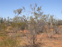 Hale River Flood Plain