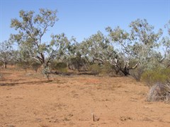 Hale River Flood Plain