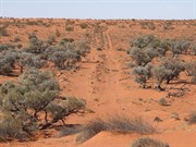 Grove of Gidgee trees