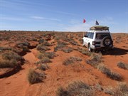 Grove of Gidgee Trees