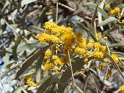 Close up of the flowers