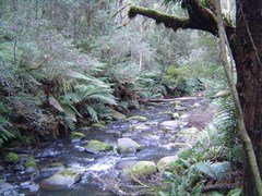 Hopetoun Falls - The view downstream 
