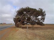 Wind Blown Tree on the Greenough Flats