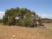 Wind Blown Tree on the Greenough Flats