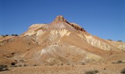 Desert Diversity 