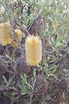 Banksia
