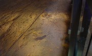 The Stampede Footprints