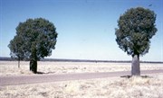 When the Highway went between the Twin Boabs 