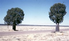 Tambo  