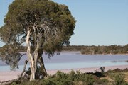 Pink Lakes