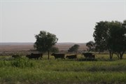 Cattle grazing on lush grass Mirra Mitta Bore