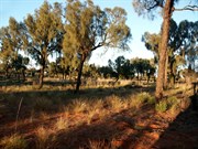 Desert Oaks Jupiter Well