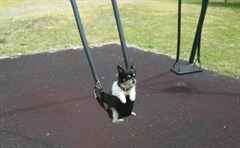 Apex Park Stanthorpe - Everyone has fun at Stanthorpes Apex Park 