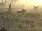 Dingo at Kingfisher Camp Waterhole