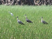 Lush reeds and birdlife mid dry season