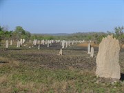 Mounds easier to see after grass burned off