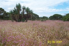 Middle Lagoon