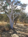 Tree at mouth of gorge with note jar at base