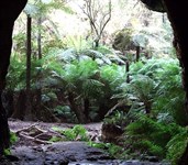 Glow Worm Tunnel