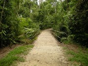 Rain Forest Walk