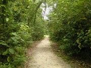 Rain Forest Walk