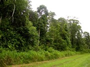 Tam OShanter National Park Rain Forest