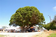 Morton Bay Fig Tree