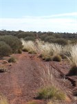 Looking North up the Hunt from the Tjirrkarli Intersection