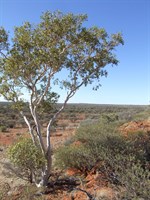 Caves & Hunt Oil Drilling Camp Access - View top the north east from the top of the ridge 