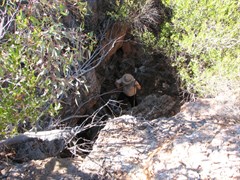 Tiger Trap Gully