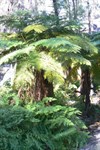 Bunbuncundoo Springs