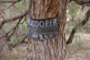 Casey’s Camp