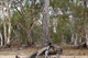 Aboriginal%2bCanoe%2bTree