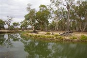 Aboriginal Canoe Tree