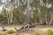 Aboriginal Canoe Tree