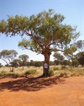 Len Beadells Tree & Plaque