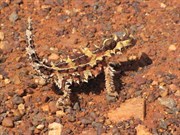 Thorny Devil