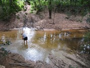 Telegraph Track - Palm Creek - View to northern bank 