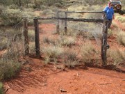 Rabbit trap